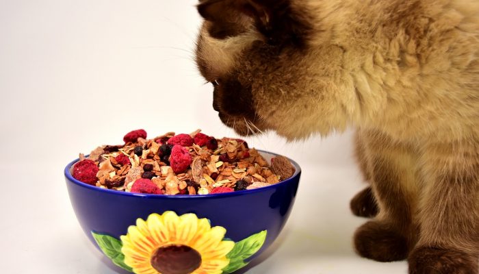 Focus on the Best Tips to Maintain Healthy Pets